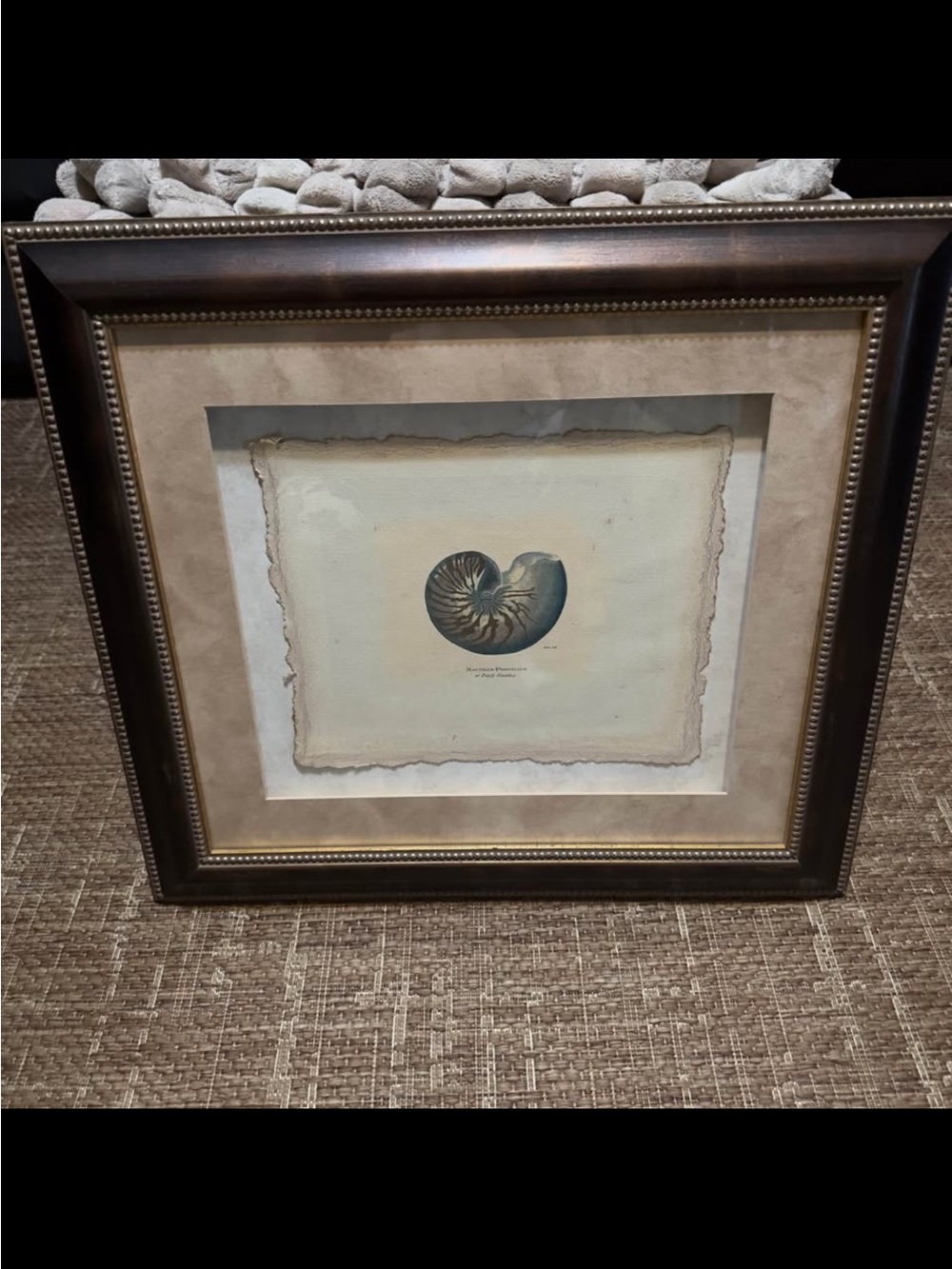 RARE High-End Babcock & Story Vintage Framed Nautilus Shell Art Print